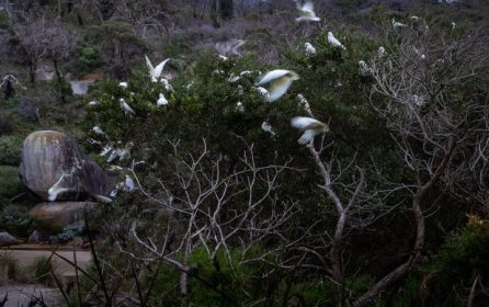 Stillness in Flight: A Photographic Walk Through Wilsons Promontory