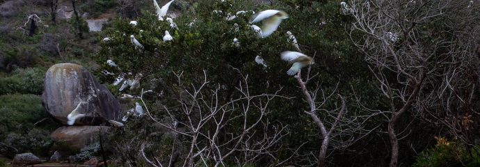 Stillness in Flight: A Photographic Walk Through Wilsons Promontory