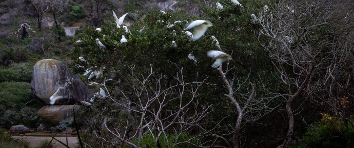 Stillness in Flight: A Photographic Walk Through Wilsons Promontory