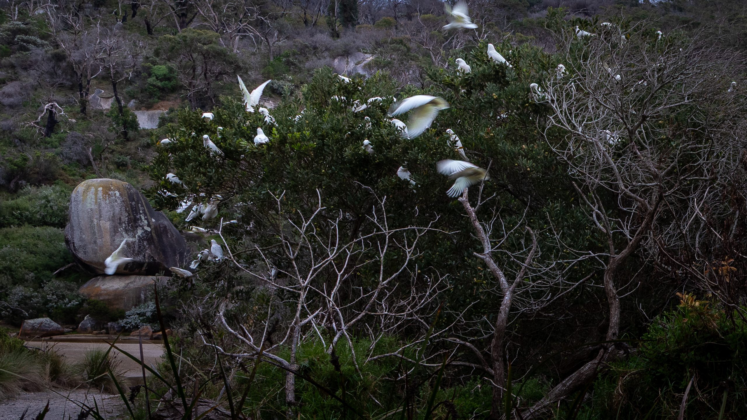 Blue-eyed cockatiels in native coastal trees