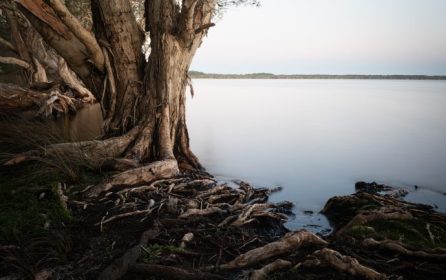 A Rope, a Tree, a Mirror of Sky – Myall Lakes at Dawn in Landscape Photography
