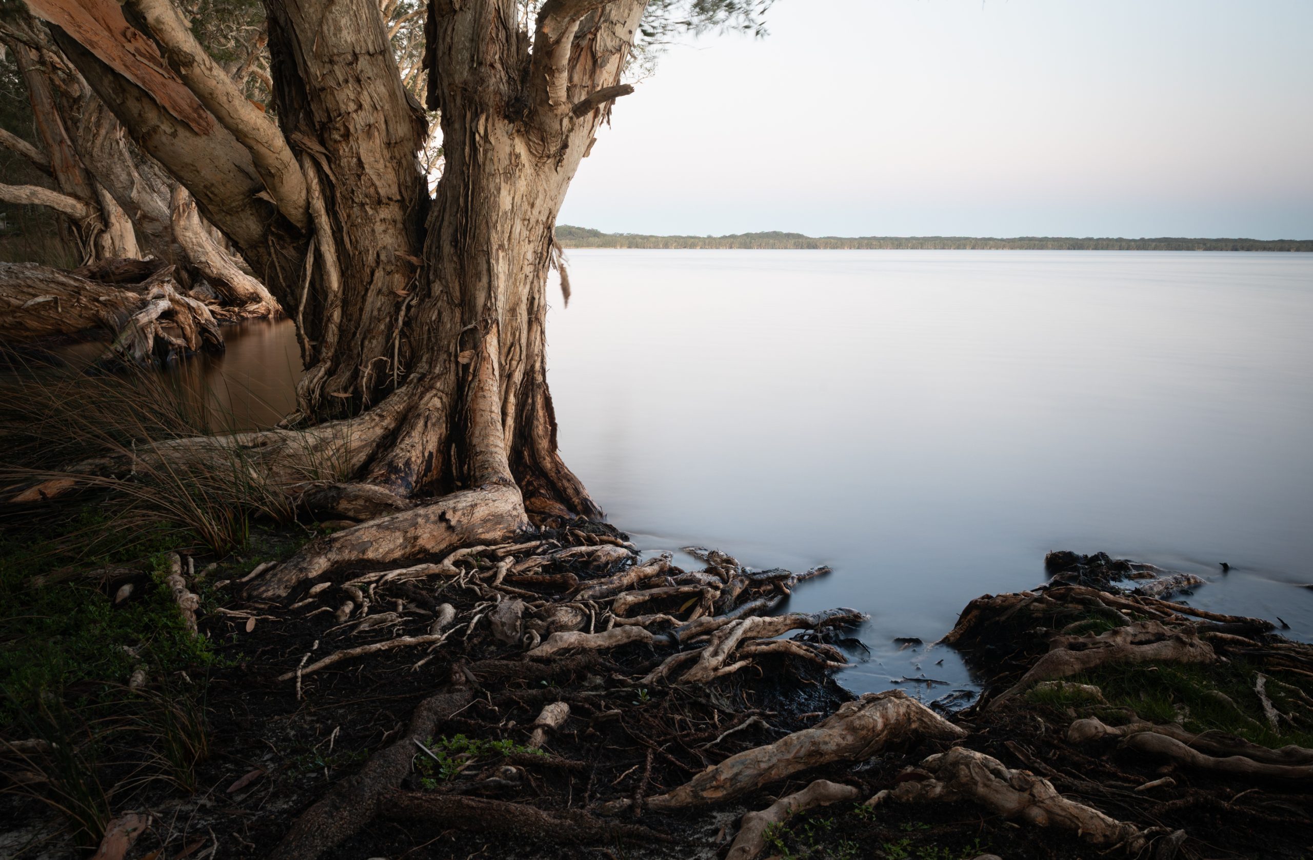 Paperbark tree species on Myall Lakes, NSW