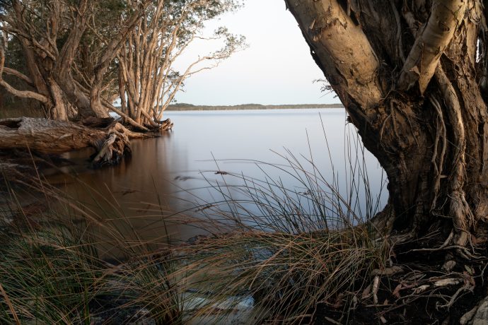 Paperbarks on Myall Lakes