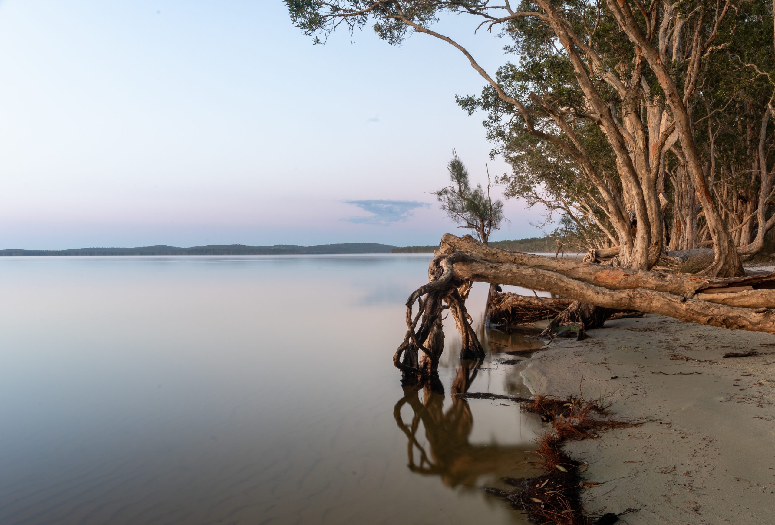 Fallen paperbarks by Myall Lakes