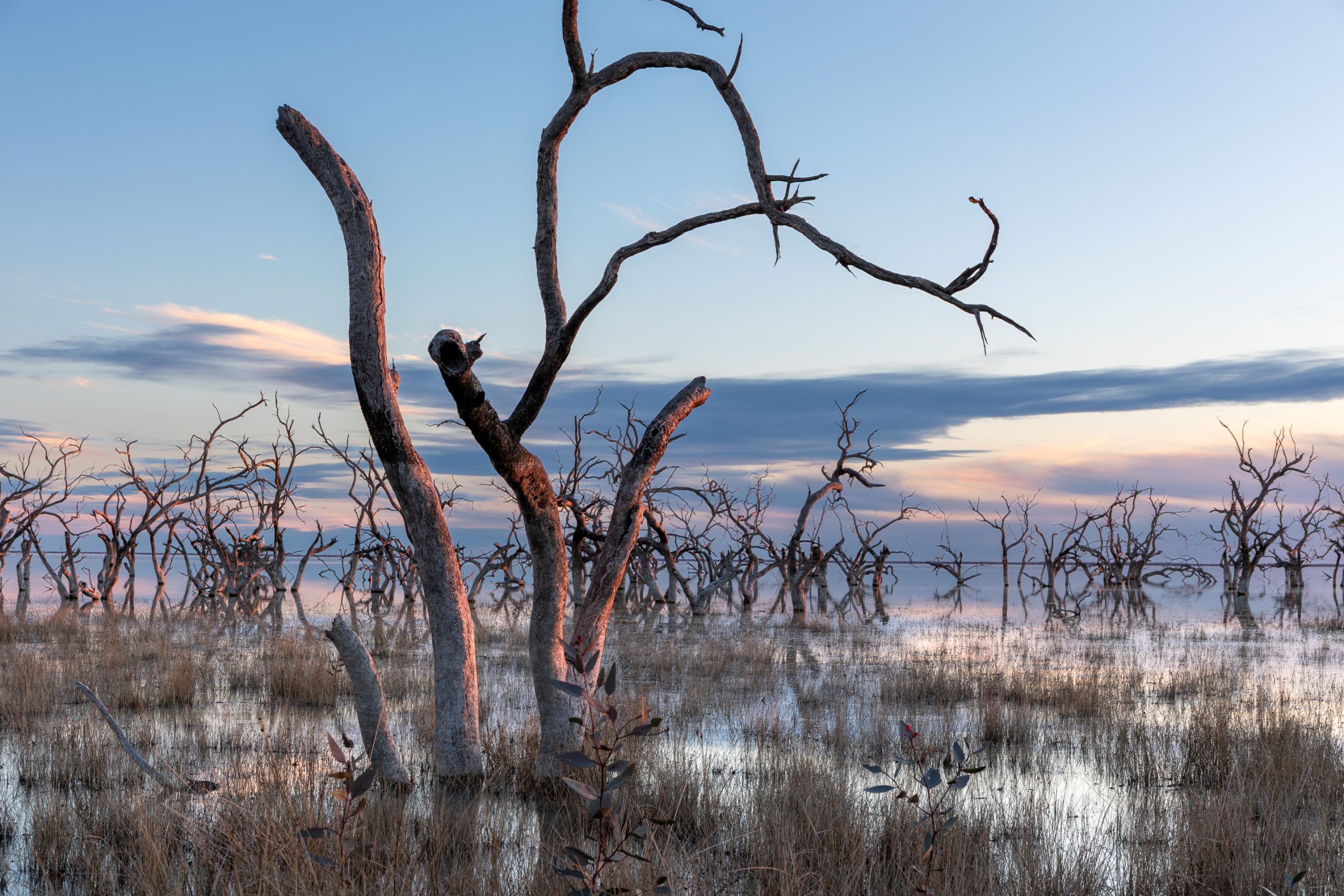 Skeletons of ancient Black Box eucalyptus trees in the wetlands around Lake Cawndilla, Menindee Lakes.