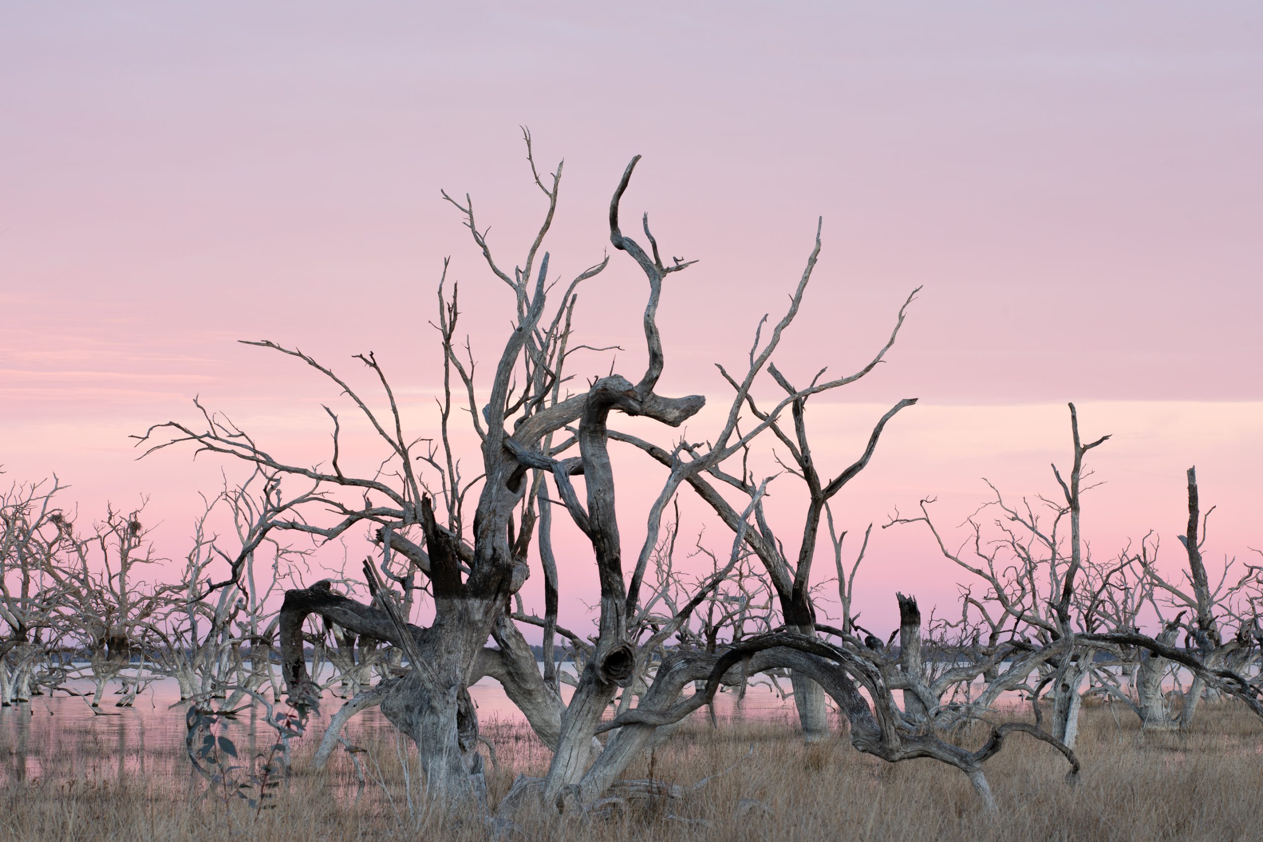Black Box eucalyptus trees in Lake Cawndilla, Menindee Lakes, silhouetted at sunset against a soft pink sky.
