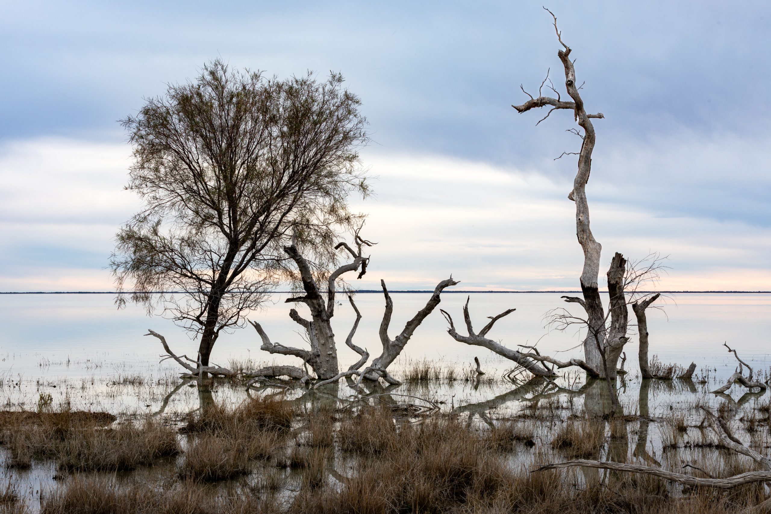 Row of dead Black Box trees in the water at Lake Cawndilla, Menindee Lakes NSW, with one living tree standing among them.