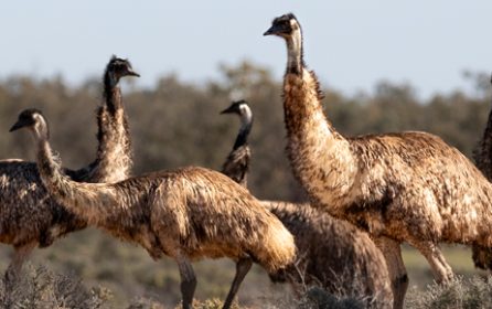 Mobs on the Move – Emus at Kinchega National Park