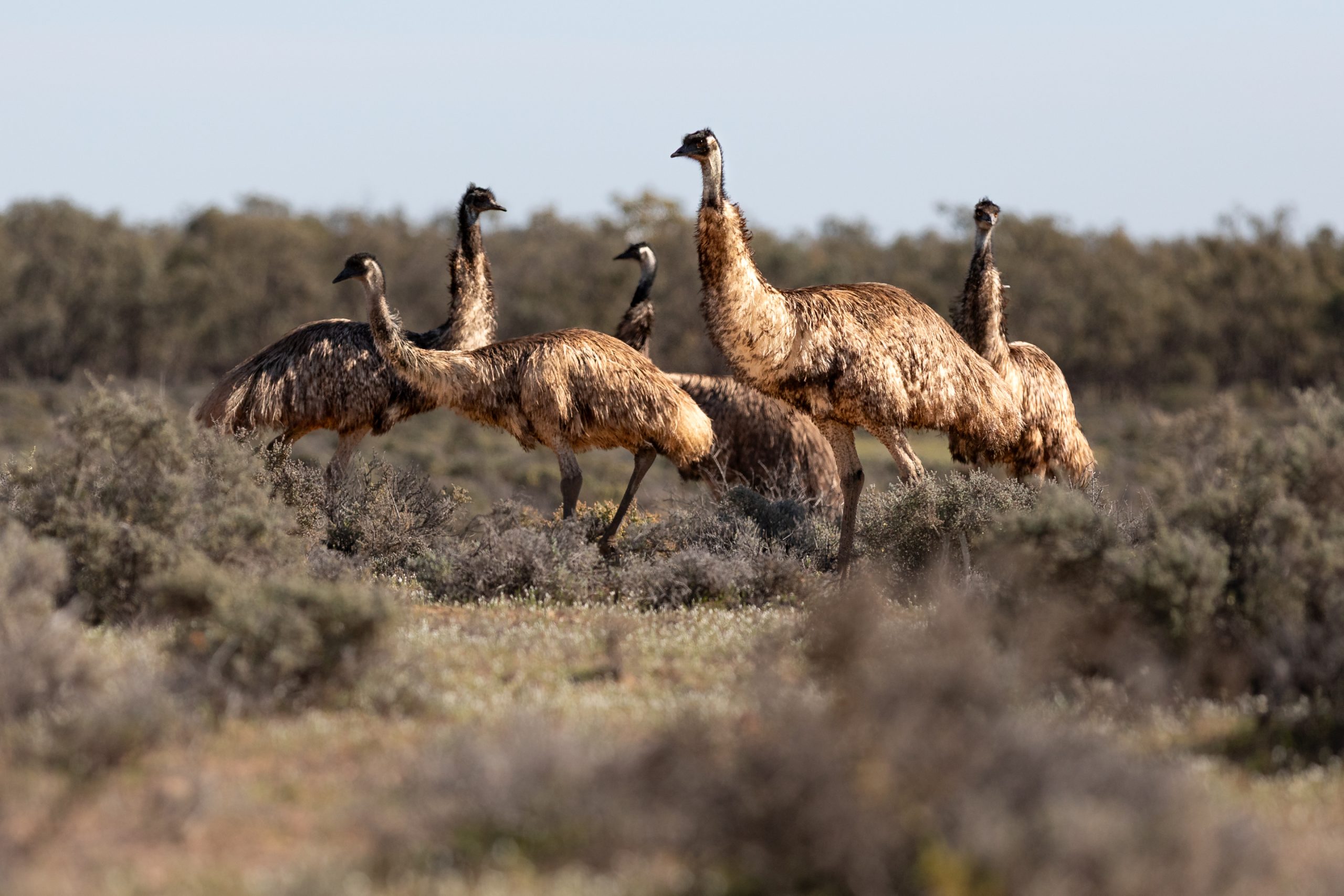 Emu at Kinchega National Park striding through saltbush and red dirt