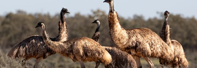 Mobs on the Move – Emus at Kinchega National Park