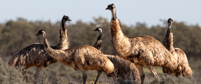 Mobs on the Move – Emus at Kinchega National Park