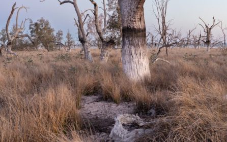 Photographing the Black Box Trees of Lake Cawndilla, Menindee Lakes
