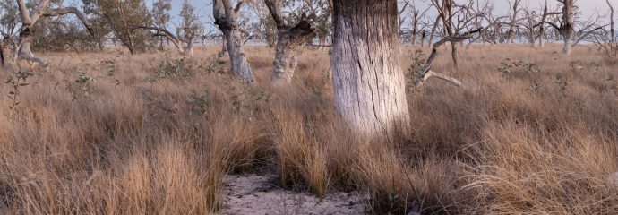 Photographing the Black Box Trees of Lake Cawndilla, Menindee Lakes