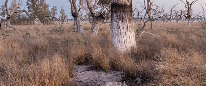 Photographing the Black Box Trees of Lake Cawndilla, Menindee Lakes