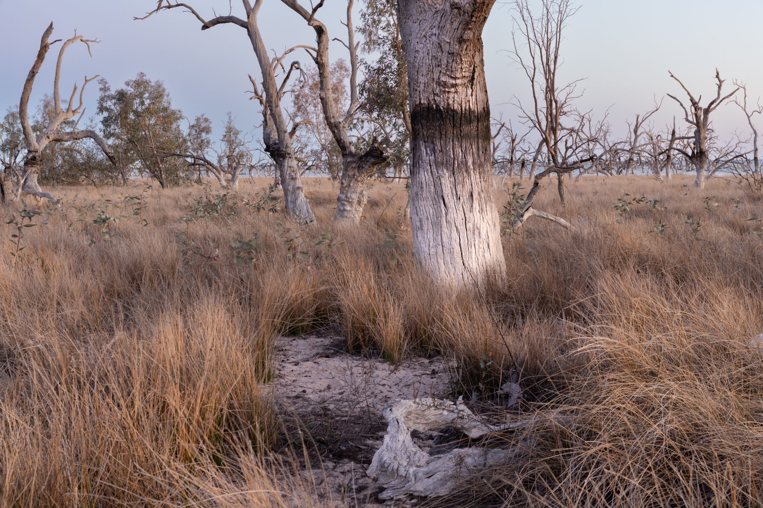 Photographing the Black Box Trees of Lake Cawndilla, Menindee Lakes ...