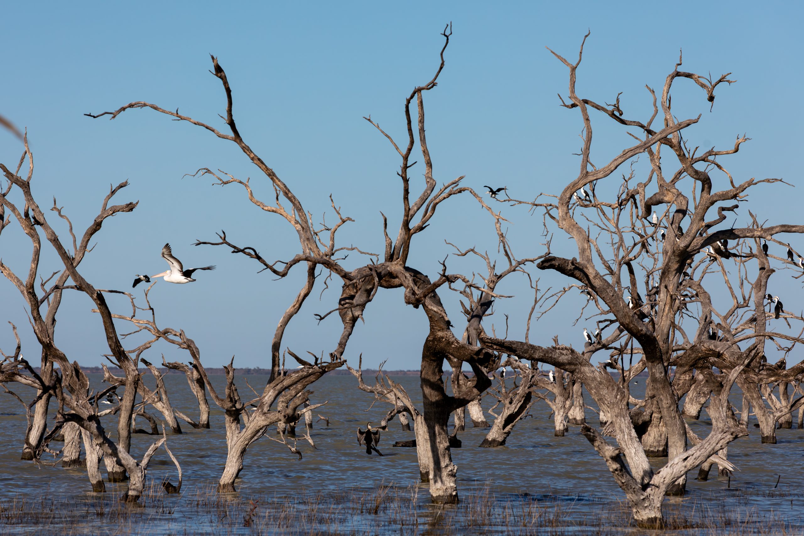 Cormorants perched on dead Black Box trees in Lake Cawndilla, Menindee Lakes, with a pelican in flight across the scene