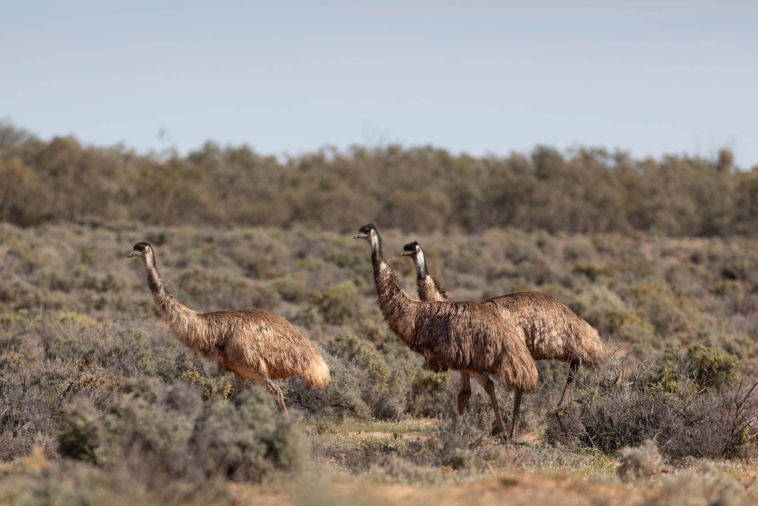 Emu mob on the run in Kinchega National Park