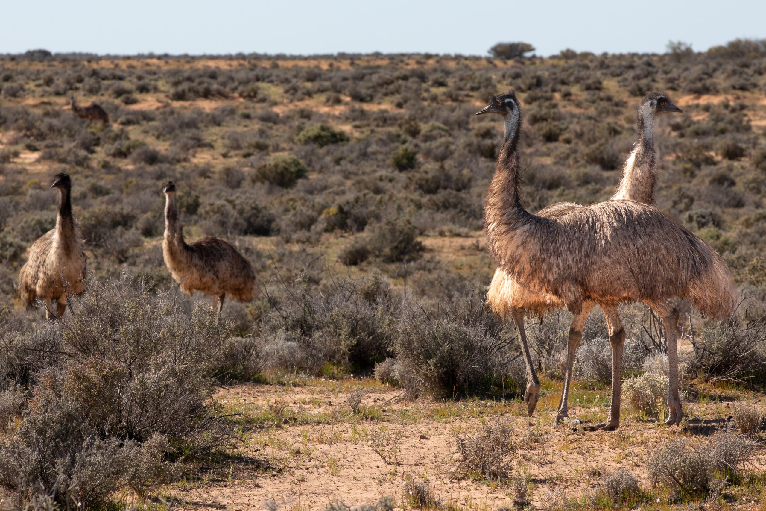 Emus group at Kinchega National Park.